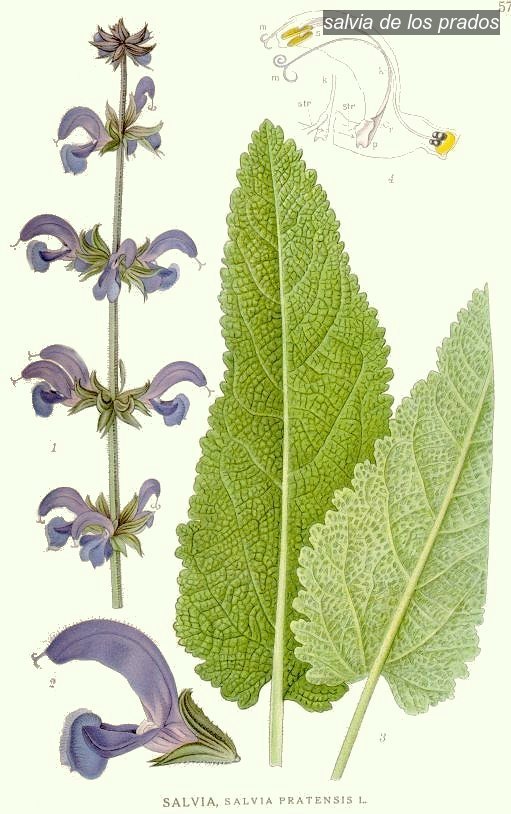 salvia de los prados2