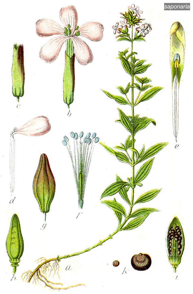 saponaria0