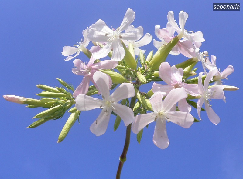 saponaria1