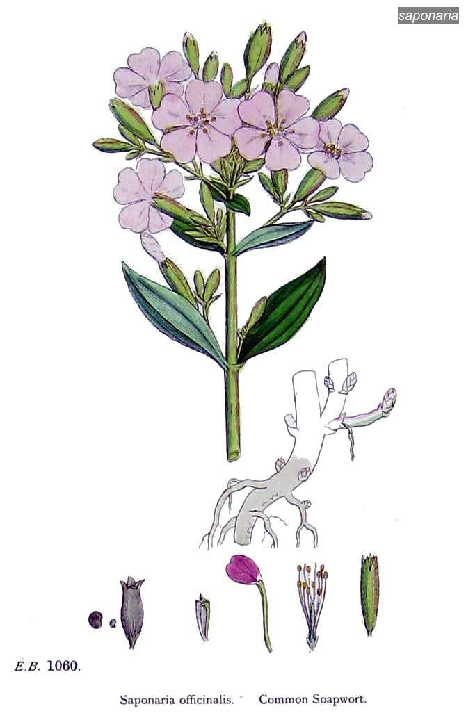 saponaria2