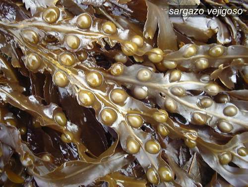 sargazo vejigoso0