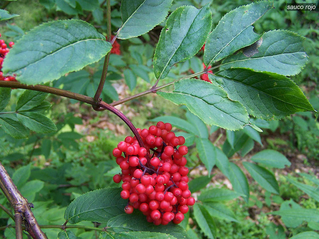 sauco rojo2