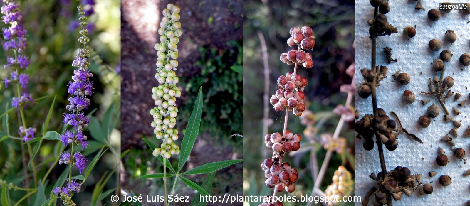 Sauzgatillo Vitex agnus castus