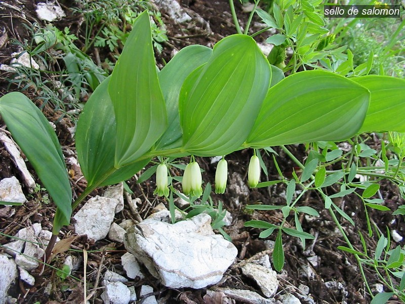 sello de Salomon0