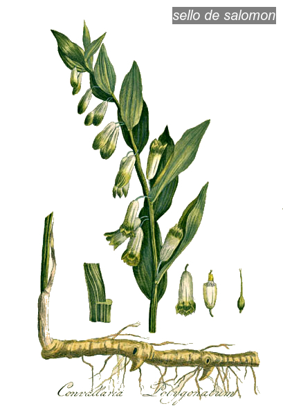 sello de Salomon2