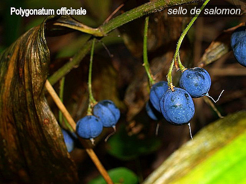 sello de Salomon3