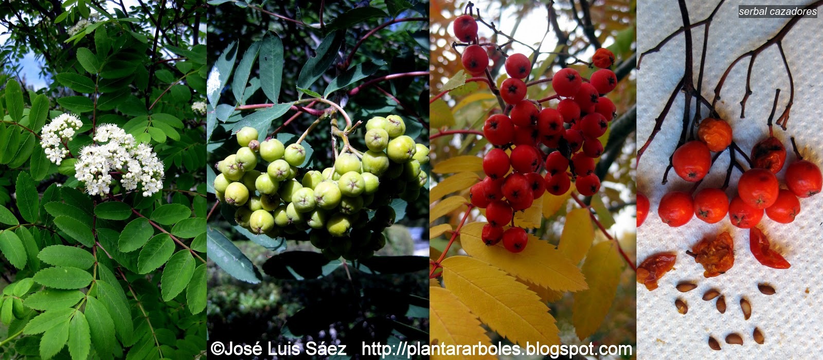 Serbal cazadores Sorbus aucuparia