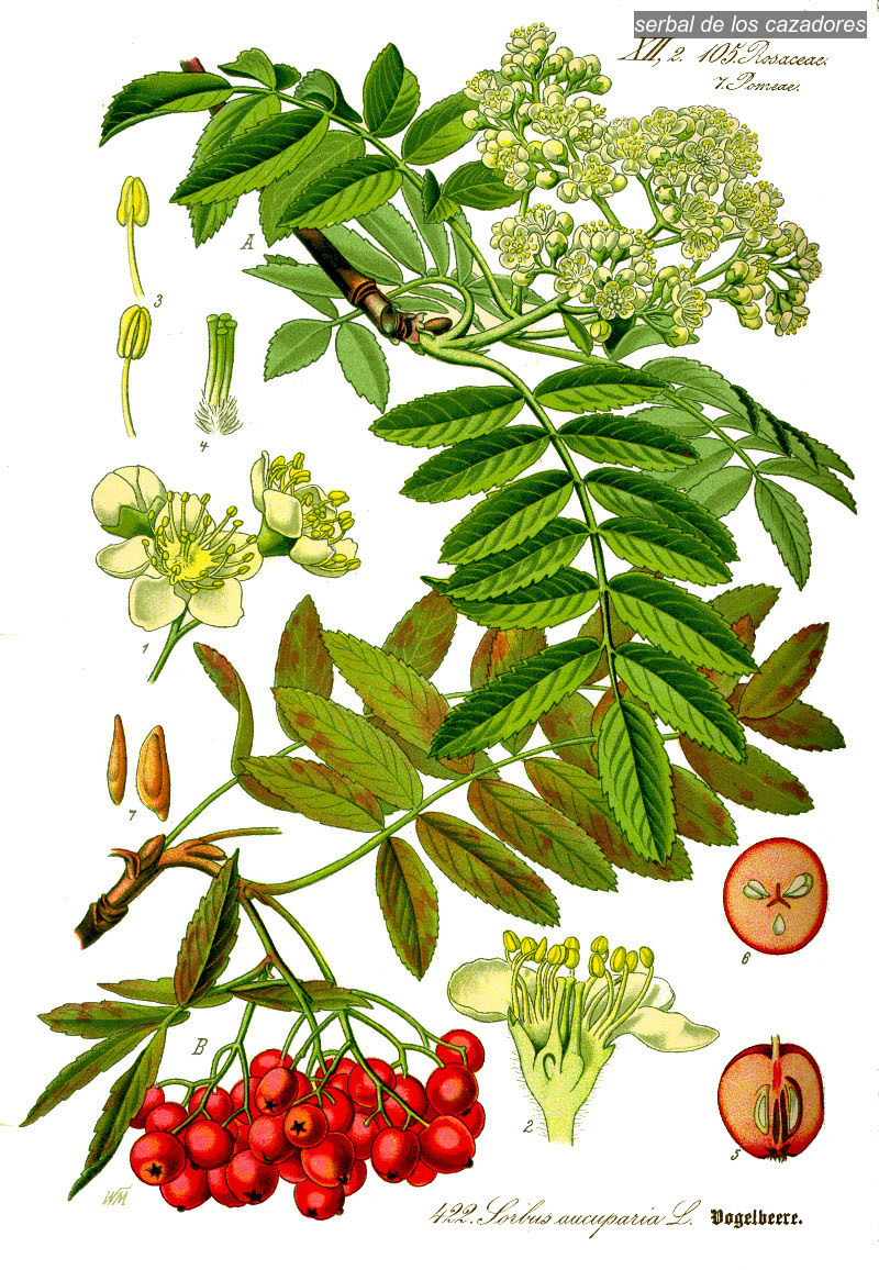 serbal de los cazadores2