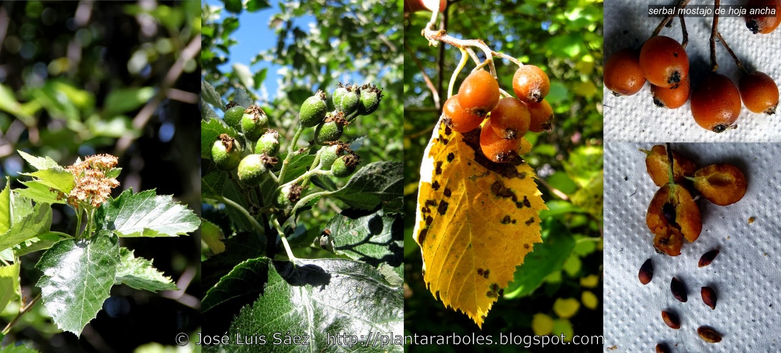 Serbal mostajo de hoja ancha Sorbus latifolia Serbal mostajo de hoja ancha Sorbus latifolia