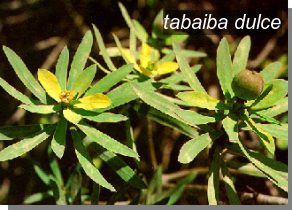 tabaiba dulce0