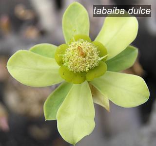 tabaiba dulce2