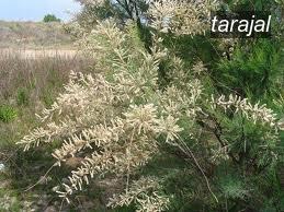tarajal2