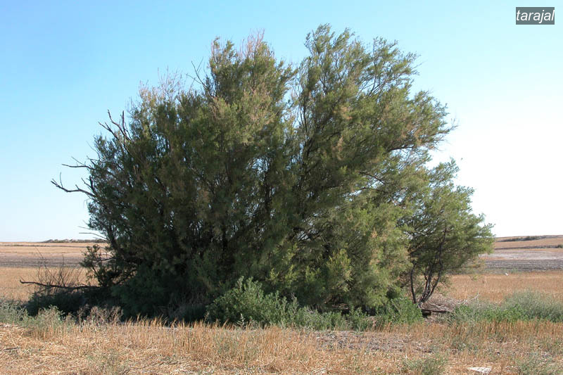 tarajal3