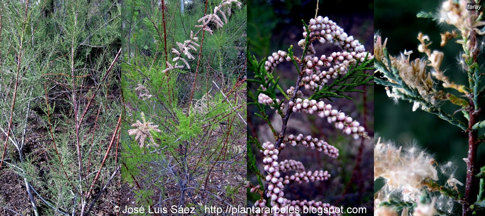 Taray Tamarix gallica