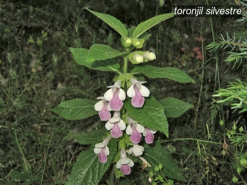 toronjil silvestre0