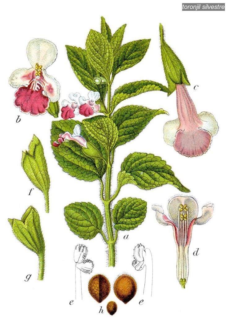 toronjil silvestre1