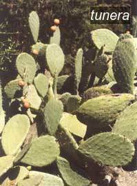 tunera