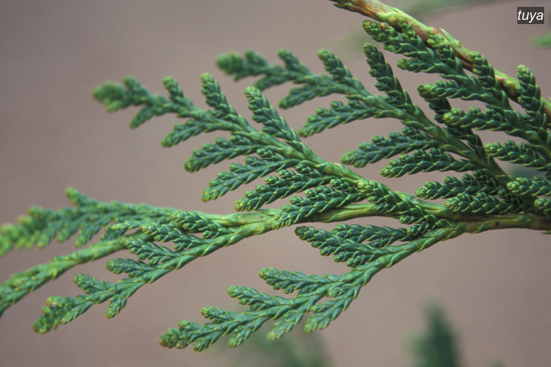 tuya occidentalis0 tuya occidentalis0