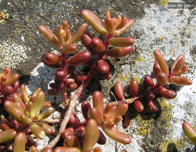 uva de gato0