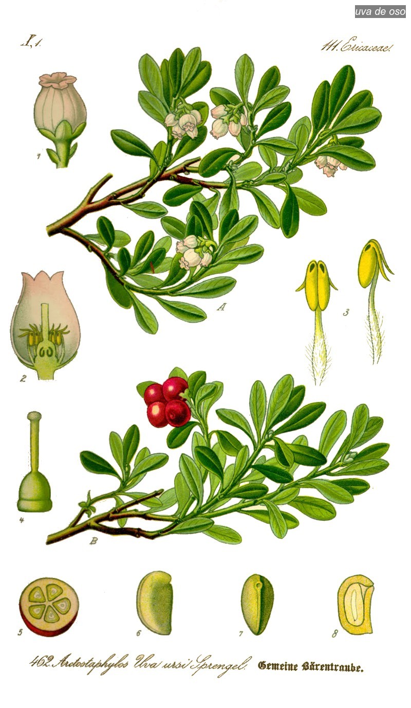 uva de oso0
