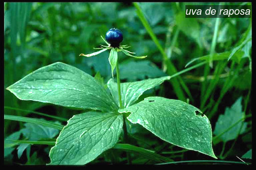 uva de raposa1 uva de raposa1