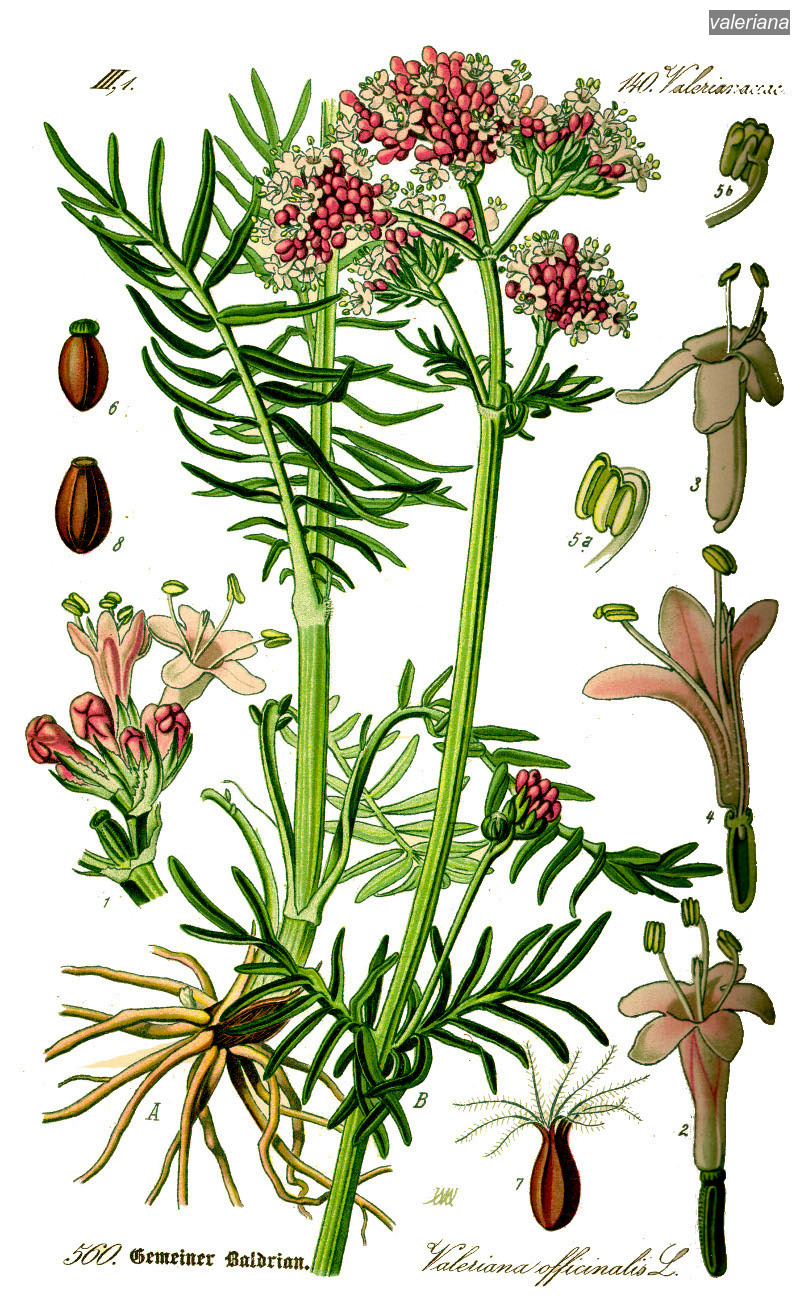 valeriana0