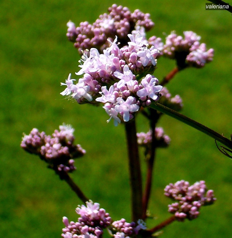valeriana1
