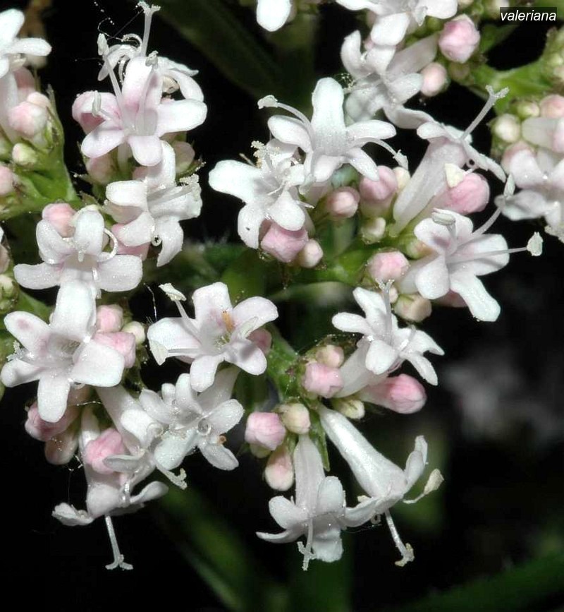valeriana2