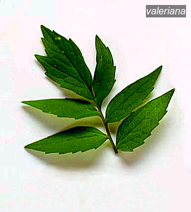 valeriana4