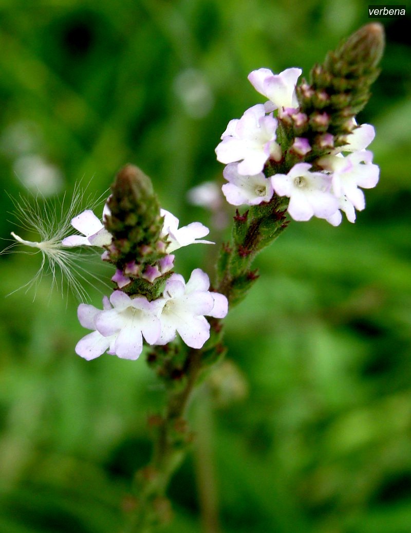 verbena2 verbena2