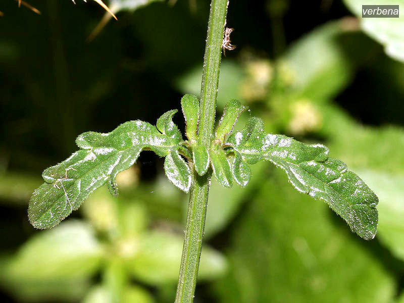 verbena3 verbena3