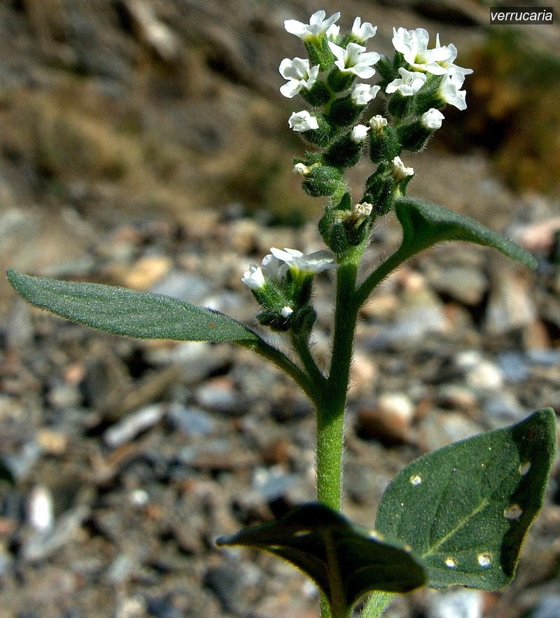 verrucaria2