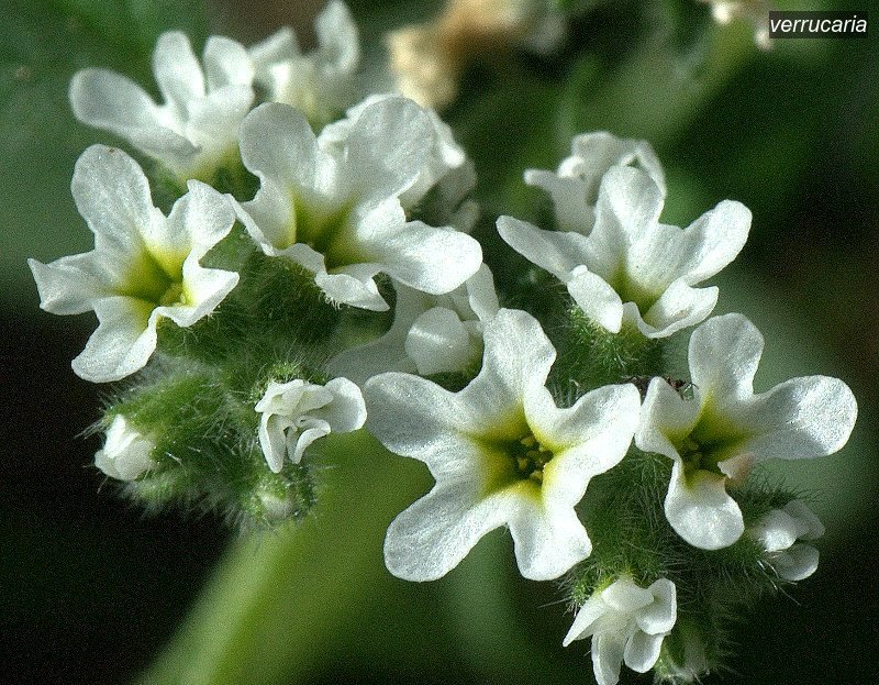 verrucaria3