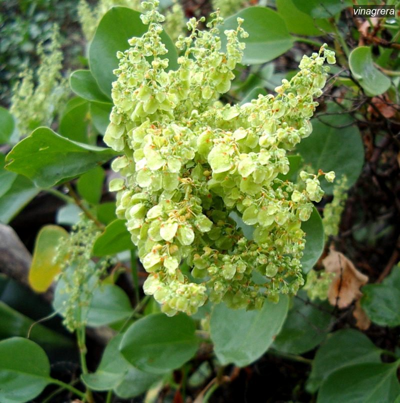 vinagrera1
