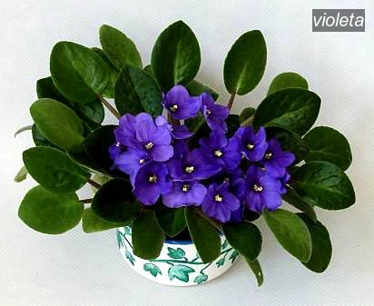 violeta0
