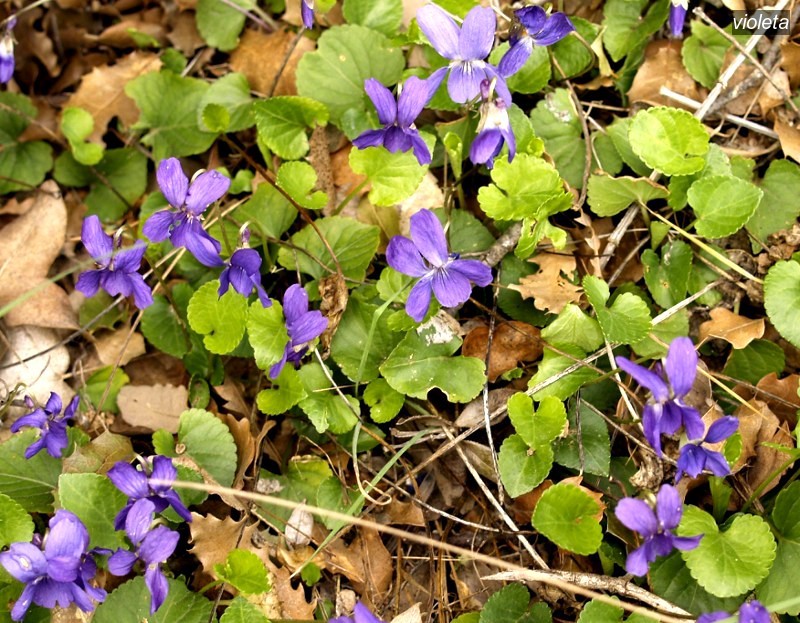 violeta1