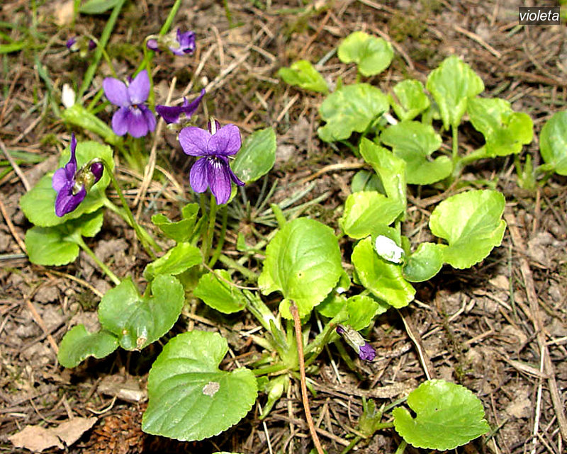 violeta3