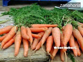 zanahoria0
