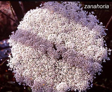 zanahoria2