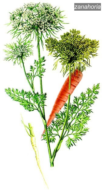 zanahoria5