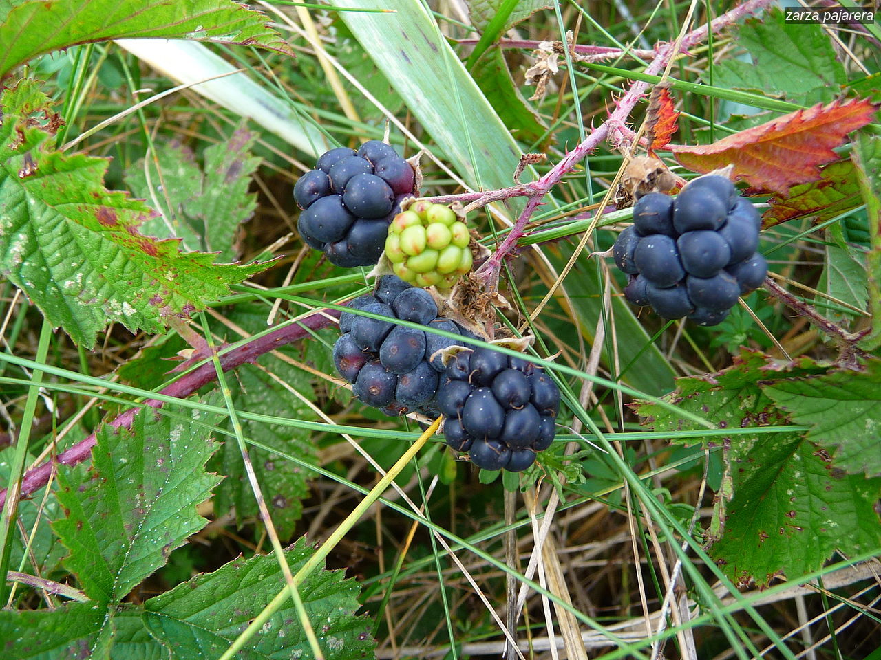 zarza pajarera1