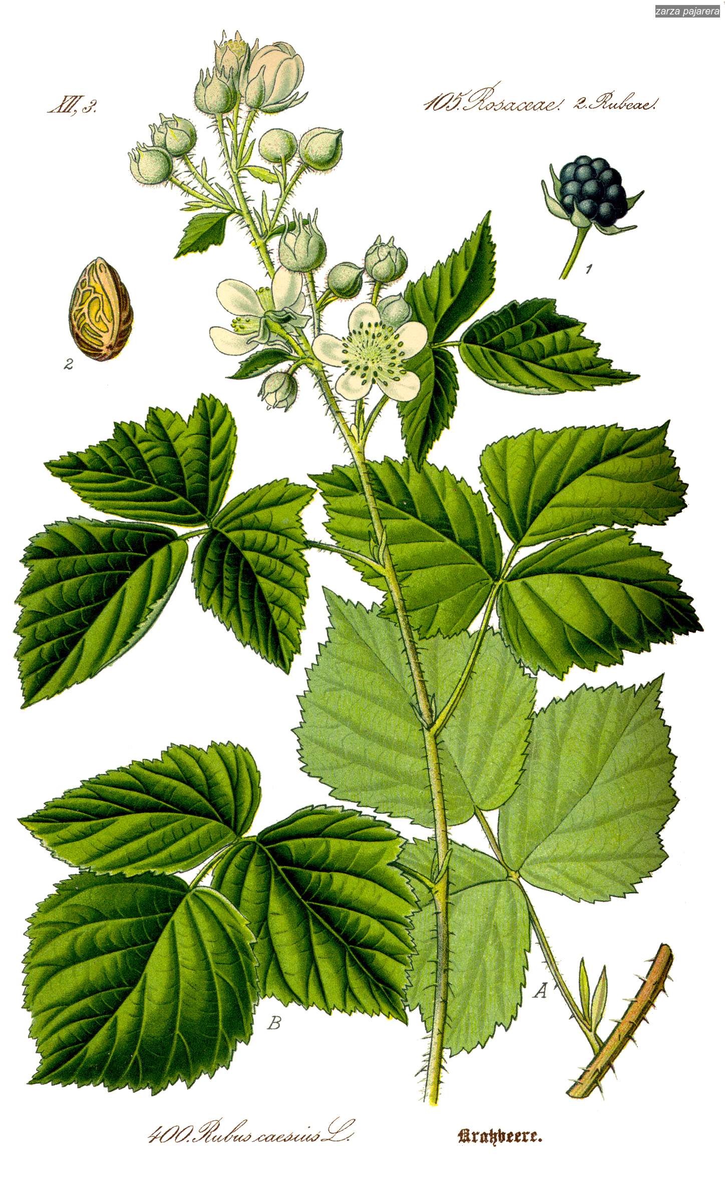 zarza pajarera2