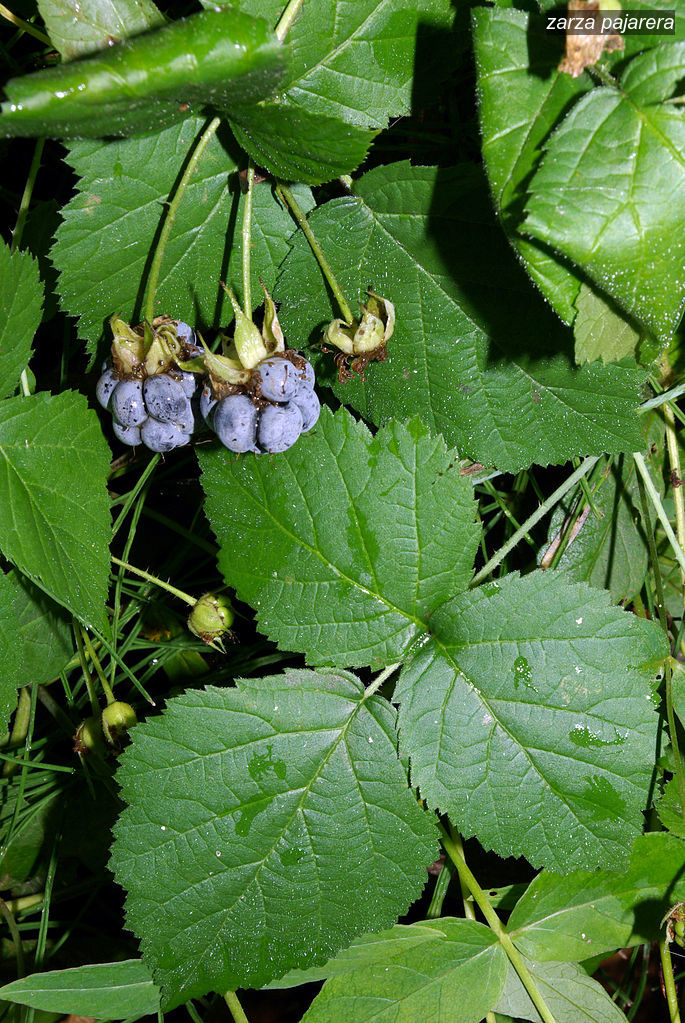 zarza pajarera3
