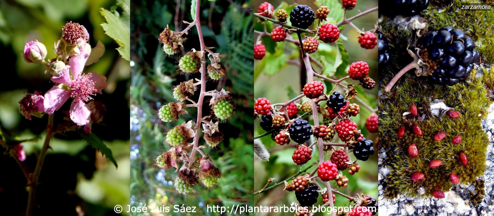 Zarzamora Rubus ulmifolius Zarzamora Rubus ulmifolius