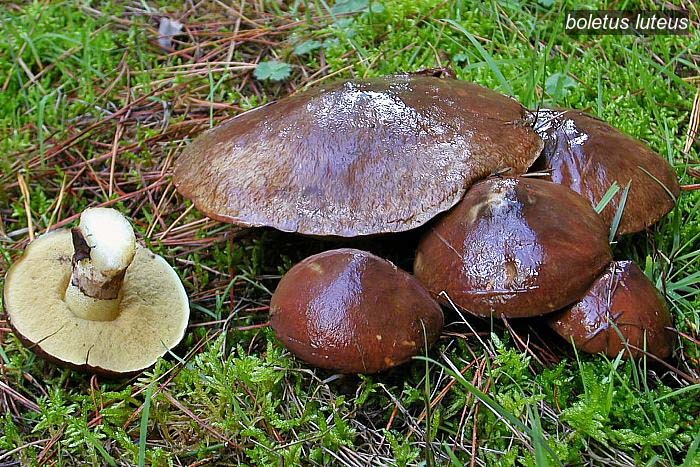 boletus luteus2 boletus luteus2