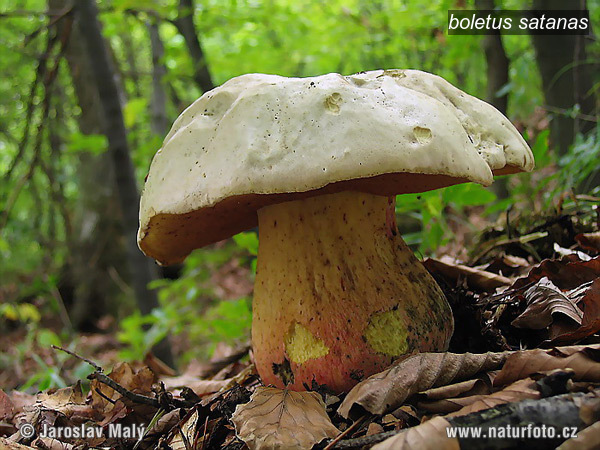 boletus satanas1 boletus satanas1