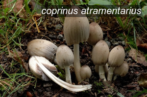 coprinus atramentarius0 coprinus atramentarius0