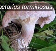 lactarius torminosus0 lactarius torminosus0