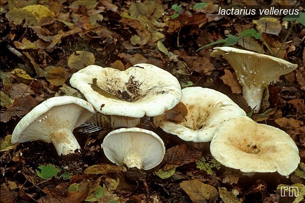 lactarius vellereus1 lactarius vellereus1