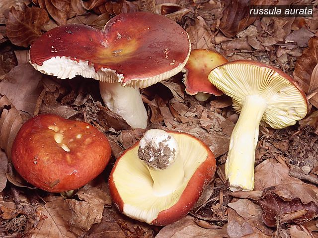 russula aurata0 russula aurata0